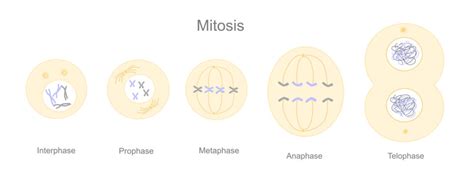 Anaphase Images – Browse 4,920 Stock Photos, Vectors, and Video | Adobe Stock