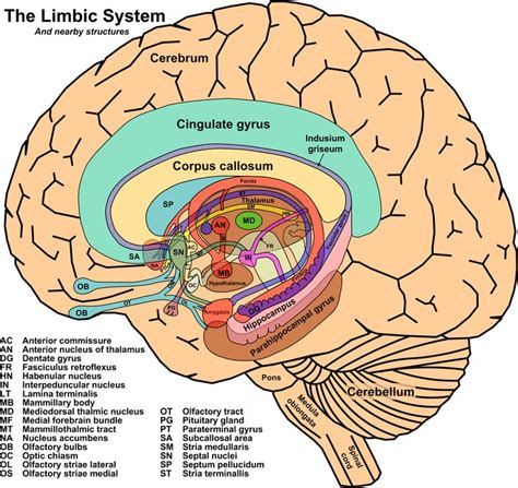 34 best Limbic system images on Pinterest | Brain, Education and ...