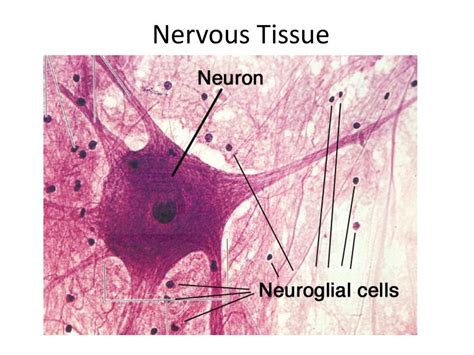 Tissues (Muscle & Nervous) - ppt download
