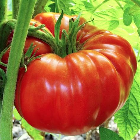 15 of the Absolute Best Tomato Varieties You Should Plant in Your Garden