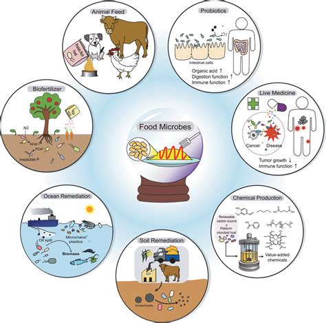 Further application of food microorganisms beyond microbial food ...