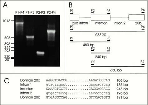 Analysis of the structure of the FLNC gene encoding domain 20. (A) PCR ...