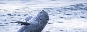 Hope for critically endangered Mekong river dolphins as population increases for first time | WWF