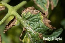 Tomato Leaf-Spot Diseases