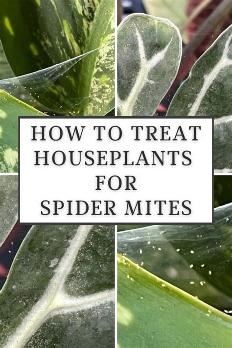 Red Spider Mites On Plants