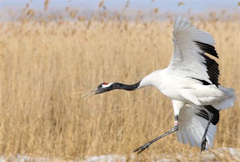 Flying The Red-crowned Crane Bird Stock Image - Image of flying, birds ...