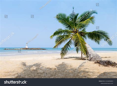 Coconut Tree On Tropical Beach Background Stock Photo 2216696083 | Shutterstock