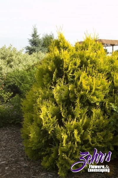 Sunkist Arborvitae | Zehrs Flowers and Landscaping