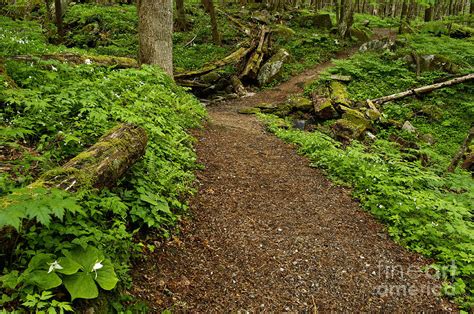 Woodland Trail - D005405 Photograph by Daniel Dempster | Fine Art America