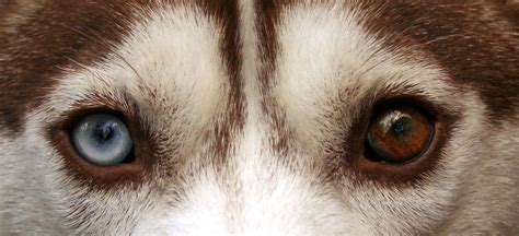 File:Siberian Husky heterchromia edit.jpg - Wikipedia