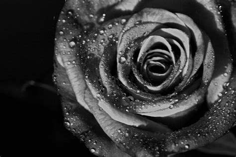 Wallpaper Black Roses Images Every day we replenish it by hundreds of ...