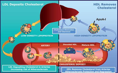 Figure 1 from Therapies to Increase ApoA-I and HDL-Cholesterol Levels | Semantic Scholar