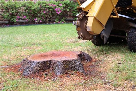 Tree Stump Removal | Dallas Stump Grinding Service | Stump Grinding Company