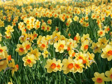 Today's Free Photo for Windows, Mac, Android, iPhone, and iPad. | Beautiful flowers, Daffodils ...