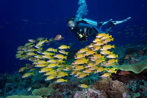 Liveaboard Diving in Palau - Bluewater Dive Travel