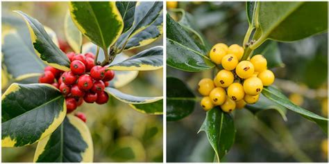 6 of the best holly varieties | Holly tree, Foliage, Farmer