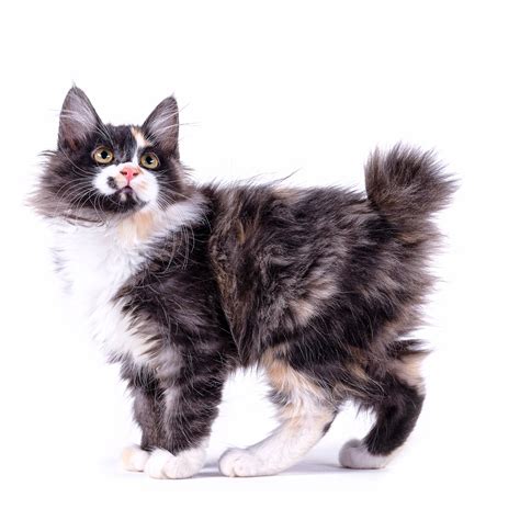 American Bobtail Breed Information | American Bobtail Characteristics ...