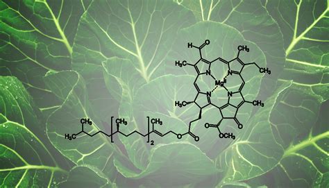 Health Benefits of Chlorophyll - Good Whole Food