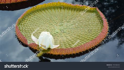 3,548 Victoria amazonica Images, Stock Photos & Vectors | Shutterstock