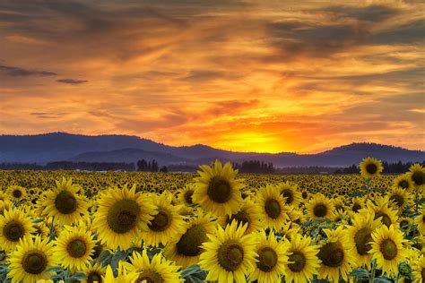 Sunflower Sunset Photograph by Mark Kiver