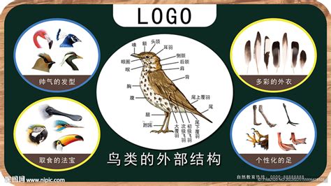 鸟类外部结构解说设计图__鸟类_生物世界_设计图库_昵图网