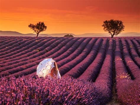 Lavender field in Valensole, France