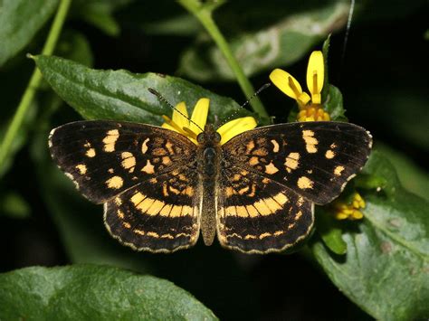 Mariposa lunita pálida (Arácnidos e Insectos del PN Faro Mazatlán ...