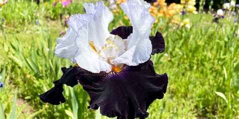 20 Iris Varieties To Bring Joy To Your Summer Garden | Mr Plant Geek