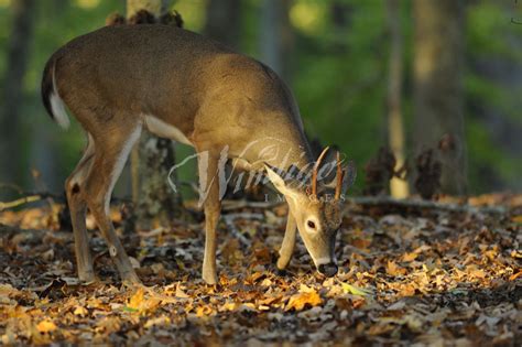 WHITETAIL BUCK DEER FEEDING - STOCK IMAGE - Windigo Images Photography