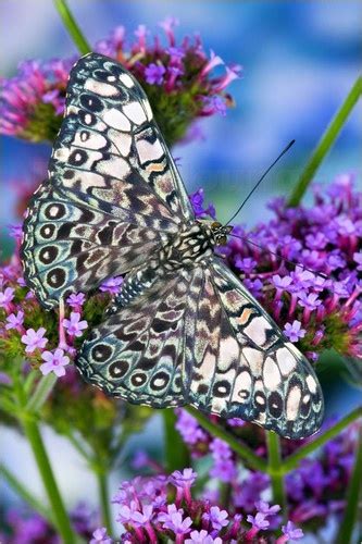 Variable Cracker Butterfly | Express Photos