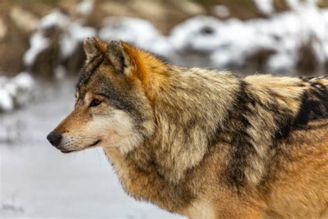 13,500+ Timber Wolf Habitat Stock Photos, Pictures & Royalty-Free Images - iStock