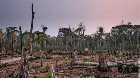 [最新] amazon rainforest trees being cut down 850153-Amazon rainforest trees cut down - Saesipapictqfy