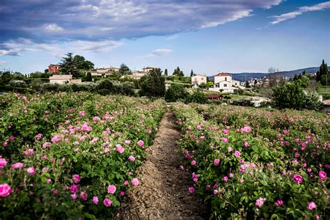 Why Lancôme and Chanel are buying up flower fields in Grasse | Vogue Business