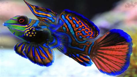 Mandarin Dragonet Care Guide - Saltwater Aquarium World