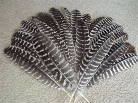 Wild Turkey Feathers,100Pieces NATURAL BARRED Wild Turkey Rounds Wing ...