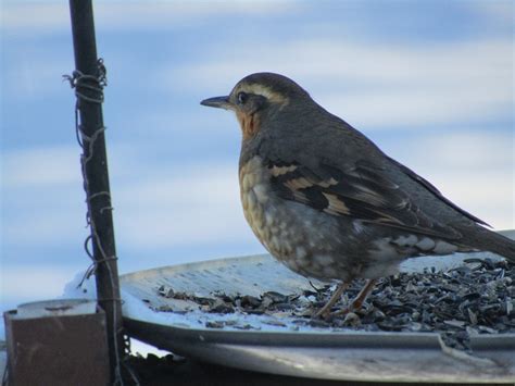 Rare winter bird bingo - Manitoba Co-operator