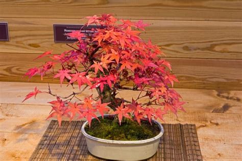 Japanese Maple Bonsai (Acer Palmatum): Growing and Care Guide | Florgeous