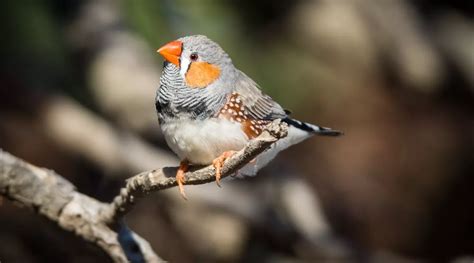 Zebra Finch - BirdLife Australia