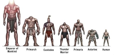 Graphic I found: size comparison between humans and superhumans of 40K lore. : r/Warhammer40k