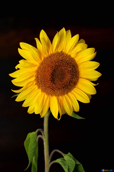 Sunflower flower on black background free image - № 32797