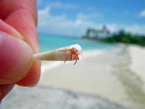 I present to you... Baby hermit crab! : r/aww