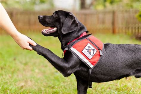 Seven Tips for Training Your Dog to Become a Service dog