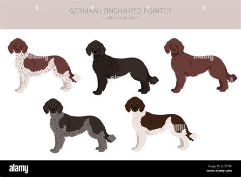 German longhaired pointer clipart. Different poses, coat colors set ...