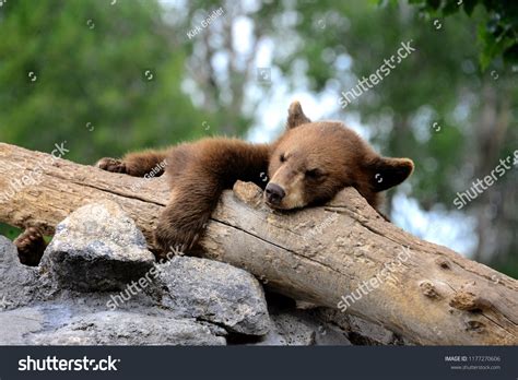 Little Black Bear Cub Sleeping On Stock Photo 1177270606 | Shutterstock