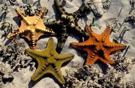 Amazing Sea Stars | Western Australian Museum