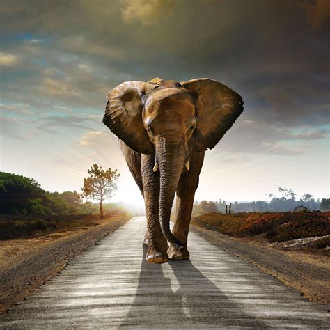 African Elephant Wallpapers - Wallpaper Cave