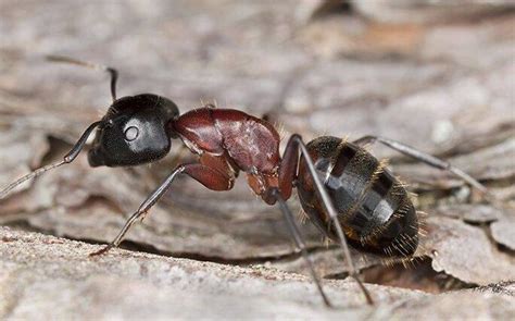 Blog - Four No-Sweat Ant Prevention Tips For Your Los Angeles County Home