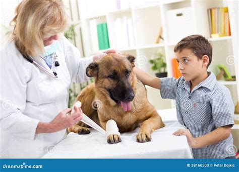 German Shepherd Dog Getting Bandage after Injury on His Leg by Stock Photo - Image of nurse ...