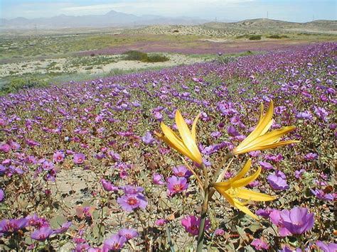 Deserts of the world, Desert flowers, Chile