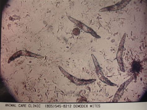 Animal Care Clinic Blog: Demodex Mites: What are they and ways to treat